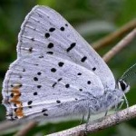image of animal