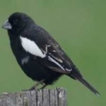 image of bird