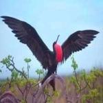 image of bird
