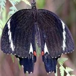 image of animal