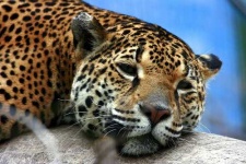 image of jaguar_car
