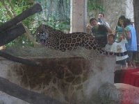 image of jaguar_car