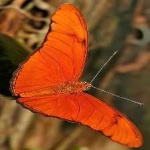 image of animal