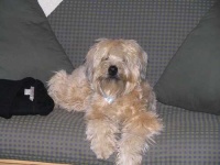 image of animal