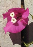 image of flower