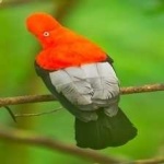 image of bird