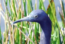 image of little_blue_heron