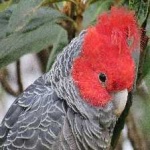 image of bird