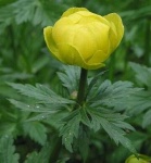 image of flower