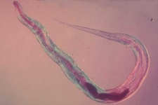 image of nematode