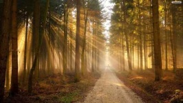 image of sunny