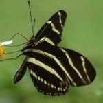 image of animal