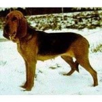 image of bloodhound