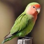 image of bird