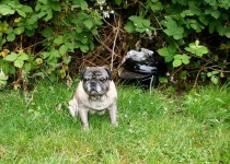 image of pug