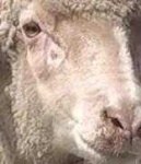 image of animal
