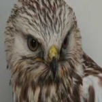 image of bird