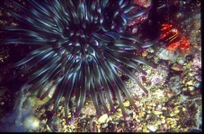 image of sea_anemone