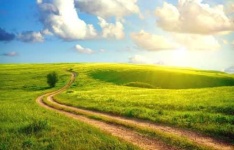 image of sunny