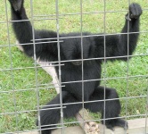 image of siamang