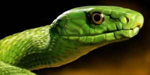image of green_mamba