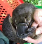 image of platypus