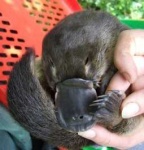 image of platypus #2