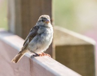 image of animal
