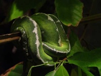 image of green_snake