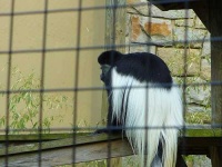 image of colobus #26