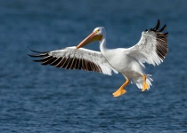 image of animal