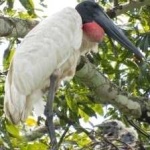 image of bird