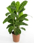 image of house_plant