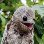 image of bird