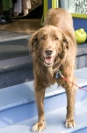 image of golden_retriever