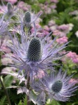 image of flower