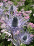 image of alpine_sea_holly #9