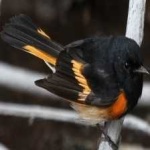 image of bird
