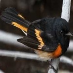 image of american_redstart #13