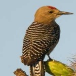image of bird
