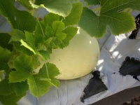 image of spaghetti_squash