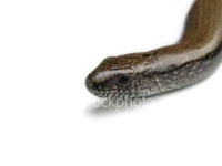 image of thunder_snake