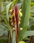 image of flower