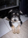 image of standard_schnauzer