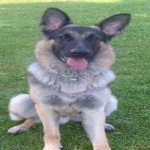 image of german_sheperd #22