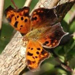 image of animal