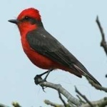 image of bird