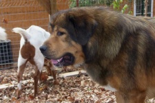 image of tibetan_mastiff #19