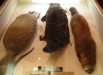 image of platypus