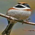 image of bird